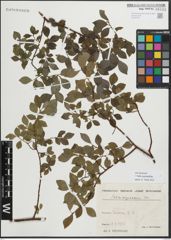 Foto von Salix myrsinifolia Salisb.